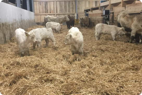 Rinder Stall, Offenstall, Qualitätsfleisch Vorderer Schlauchbauernhof