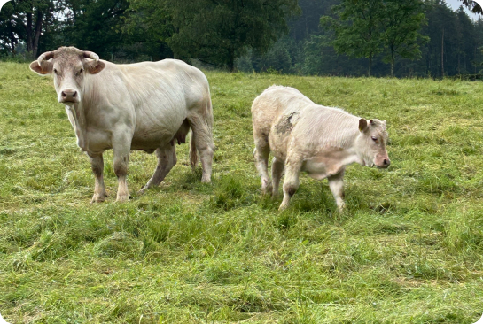 Rinder auf der ökologischen Weide, vorderer Schlauchbauernhof, Qualitäts-Fleisch