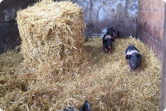 Schweine im Offenstall, Qualitätsfleisch Vorderer Schlauchbauernhof